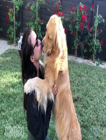 Poster for Intro video video from Louie The Golden Retriever