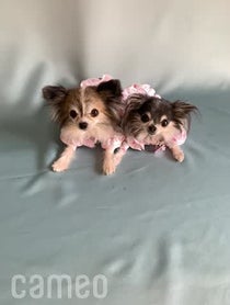 Poster for Intro video video from The Lil Gremlins