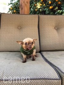 Poster for Intro video video from Bruno Mars The Chihuahua