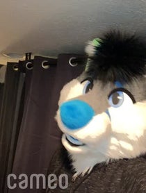 Poster for Intro video video from Kiwi Fox