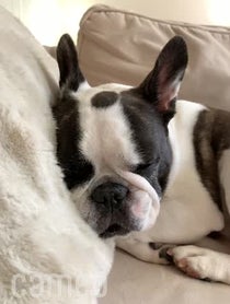 Poster for Intro video video from Cooper the Frenchie