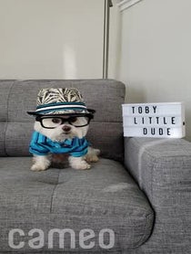 Poster for Intro video video from Toby Little Dude