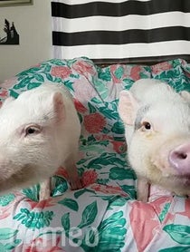 Poster for Intro video video from Paris The Mini Pig