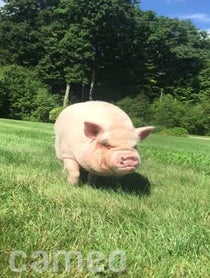 Poster for Intro video video from Abby The Pink Piggy