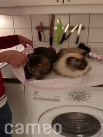 Poster for Intro video video from Nelly and Gilbert the cats