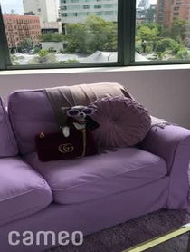 Poster for Intro video video from Tinkerbelle The Dog & Belle the Dog