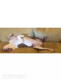 Poster for Intro video video from Sir Henry the English Bulldog