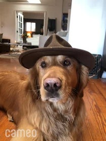 Poster for Intro video video from Aspen the Mountain Pup