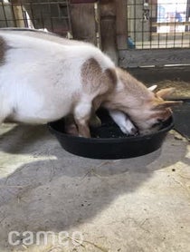 Poster for Intro video video from Pygmy Goats