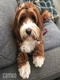 Poster for Intro video video from Jolene the Labradoodle