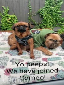Poster for Intro video video from Howard & Ned The Griffons