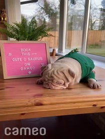Poster for Intro video video from Milkshake The Pug