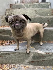 Poster for Intro video video from Ozzy the Mean Mug Pug (dog)