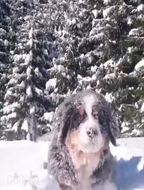 Poster for Intro video video from Bernese Be Like...