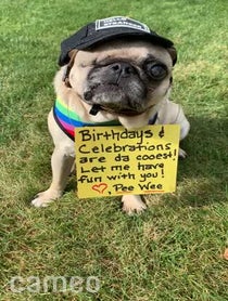 Poster for Intro video video from Pee Wee Aloysius the Pug