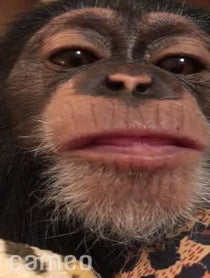 Poster for Intro video video from Angada Chimp