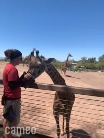 Poster for Intro video video from Giraffes at Phoenix Zoo