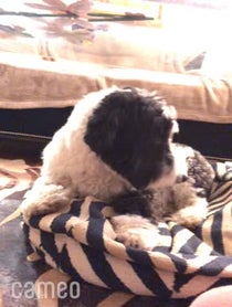 Poster for Intro video video from Bear The Sheepadoodle