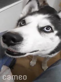 Poster for Intro video video from MAX the HUSKY