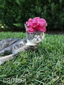 Poster for Intro video video from Willow The Beautiful Cat