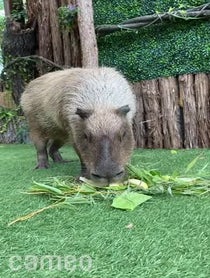 Poster for Intro video video from Dallas Zoo Capybara