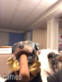 Poster for Intro video video from Triumph the Insult Comic Dog