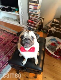 Poster for Intro video video from Moose the Pug