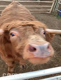 Poster for Intro video video from Buckley The Highland Cow
