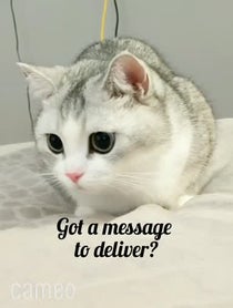 Poster for Intro video video from Fomo The Cat