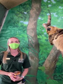 Poster for Intro video video from Sloths at Stone Zoo