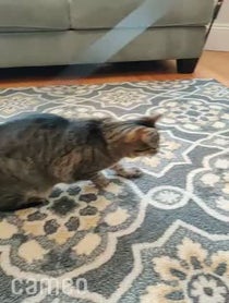 Poster for Intro video video from Maya the Cat