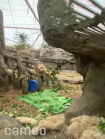 Poster for Intro video video from Western Lowland Gorillas