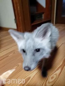 Poster for Intro video video from SAVEAFOX RESCUE