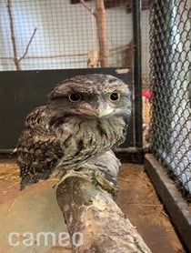 Poster for Intro video video from Darwin the Tawny Frogmouth