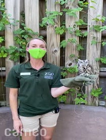 Poster for Intro video video from Owlfredo The Eastern Screech Owl