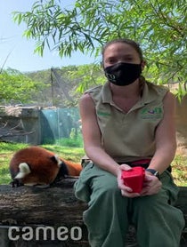 Poster for Intro video video from Red Pandas