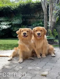 Poster for Intro video video from Molson & Maple | Golden Retrievers
