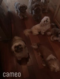 Poster for Intro video video from Jersey Shih Tzu