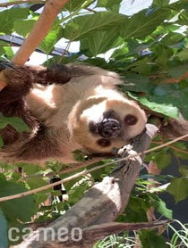 Poster for Intro video video from Fernando the Sloth