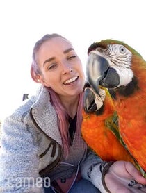 Poster for Intro video video from BirdTricks