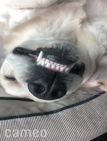 Poster for Intro video video from Leo the Golden Retriever