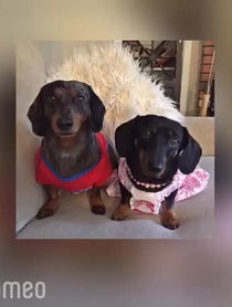 Poster for Intro video video from The Savvy Dachshunds