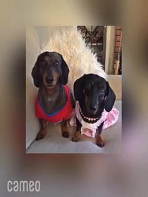 Poster for Intro video video from The Savvy Dachshunds