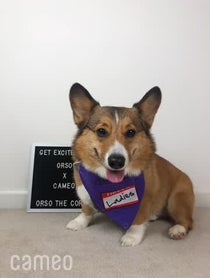 Poster for Intro video video from Orso the Corgi