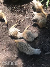 Poster for Intro video video from Meerkat Mob - Adelaide Zoo