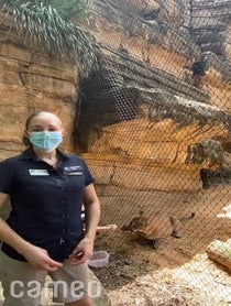 Poster for Intro video video from Cougar at Houston Zoo