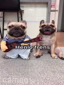 Poster for Intro video video from Griffin Frenchie