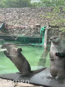Poster for Intro video video from North American River Otters