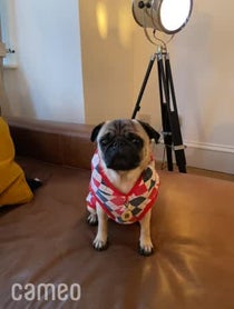 Poster for Intro video video from Arch the Pug