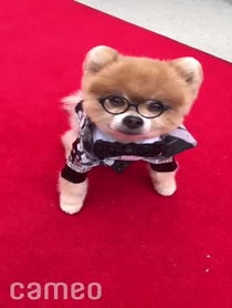 Poster for Intro video video from Bentley The Pom